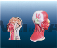 The local dissecting model of head and cervix